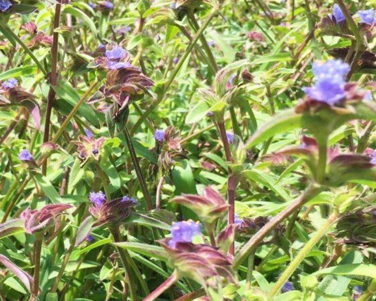 Cyanotis Arachnoidea Cultivation Base