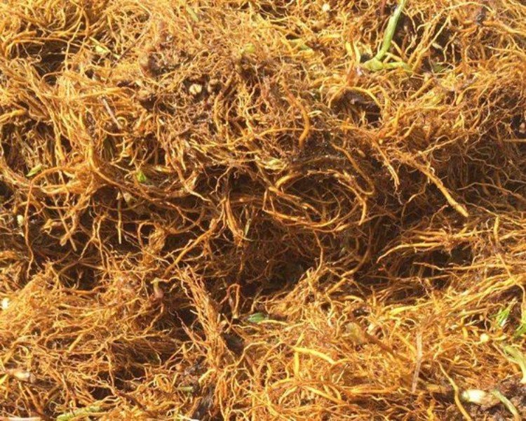 Cyanotis Arachnoidea Cultivation Base