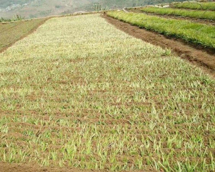 Cyanotis Arachnoidea Cultivation Base