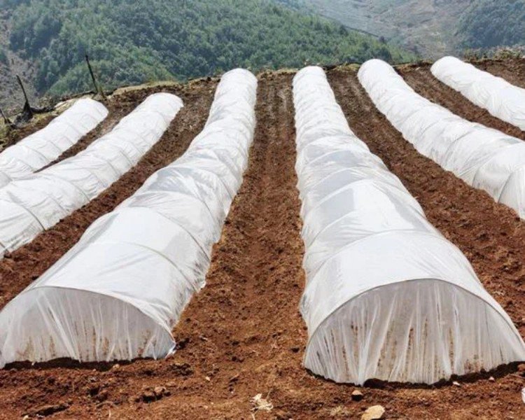 Cyanotis Arachnoidea Cultivation Base
