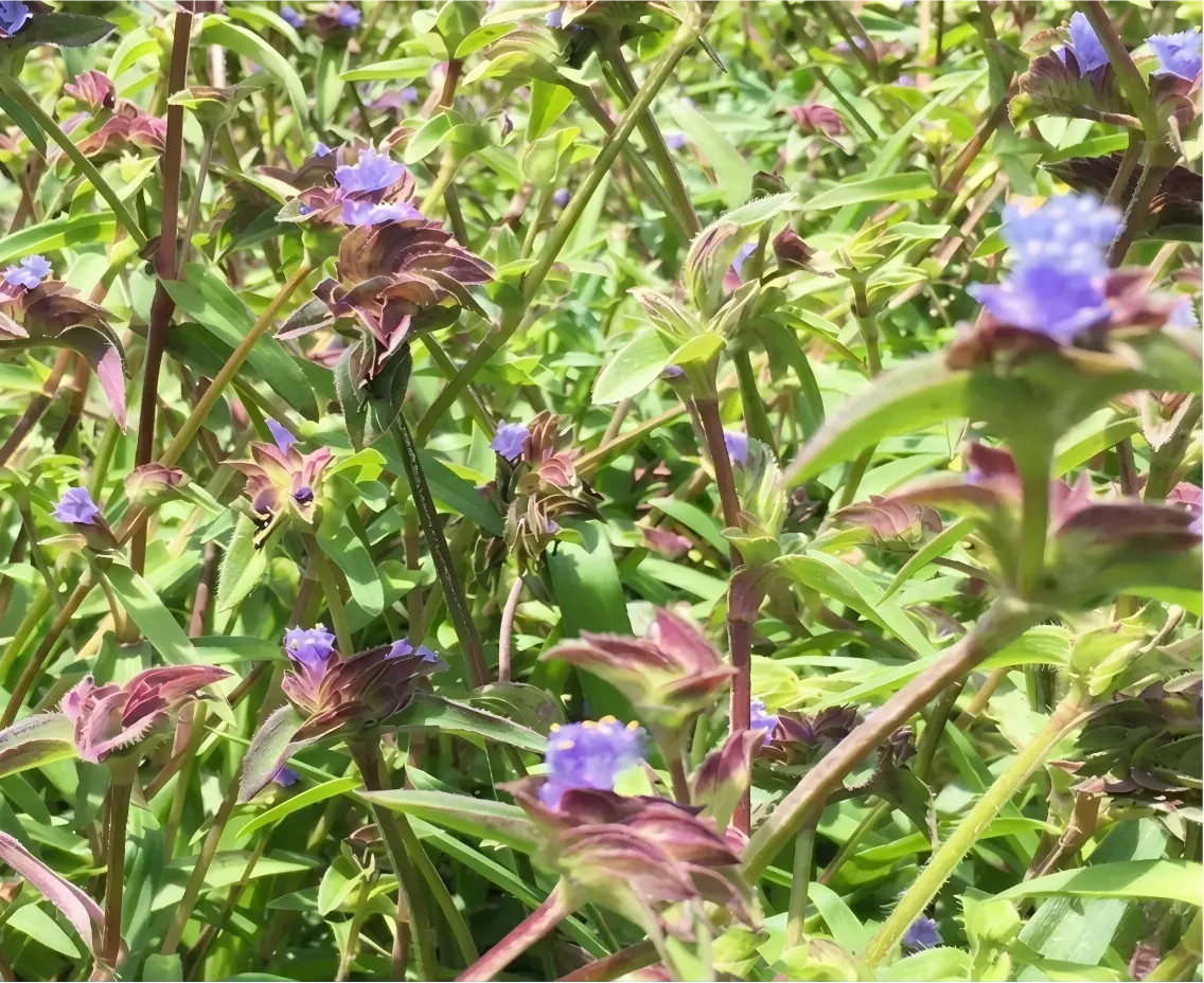Cyanotis Arachnoidea Cultivation Base