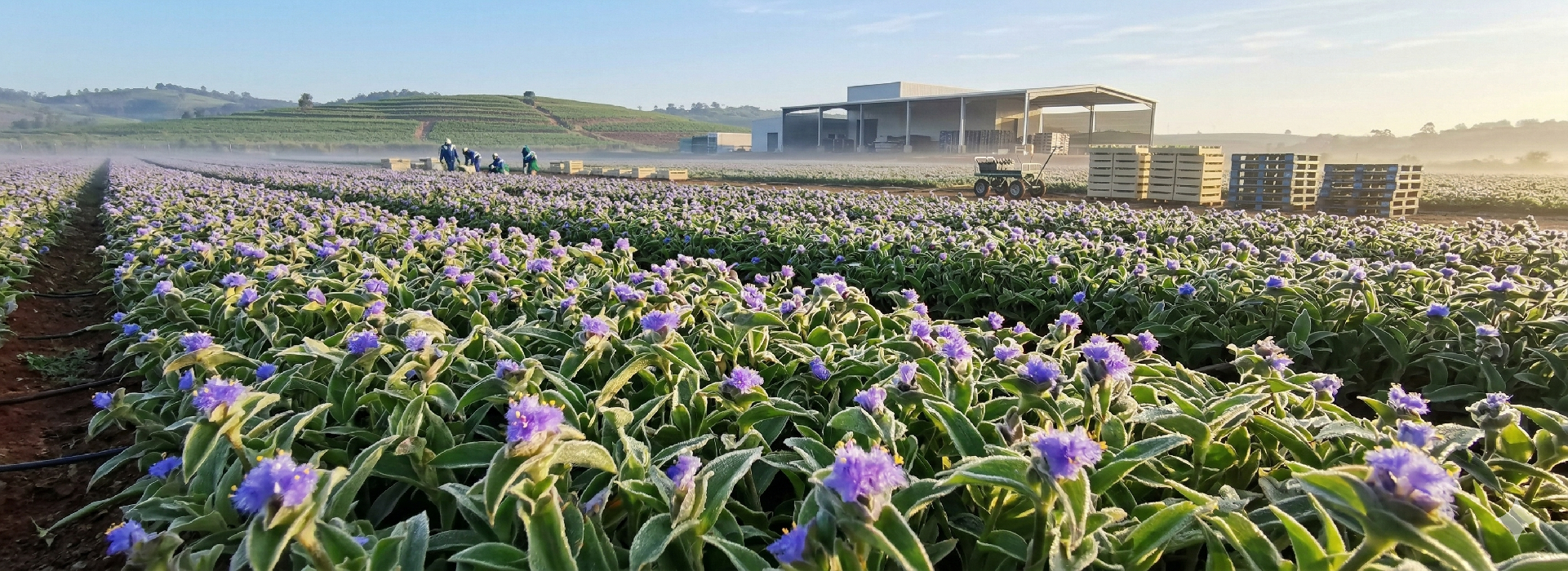 Cyanotis Arachnoidea Cultivation Base