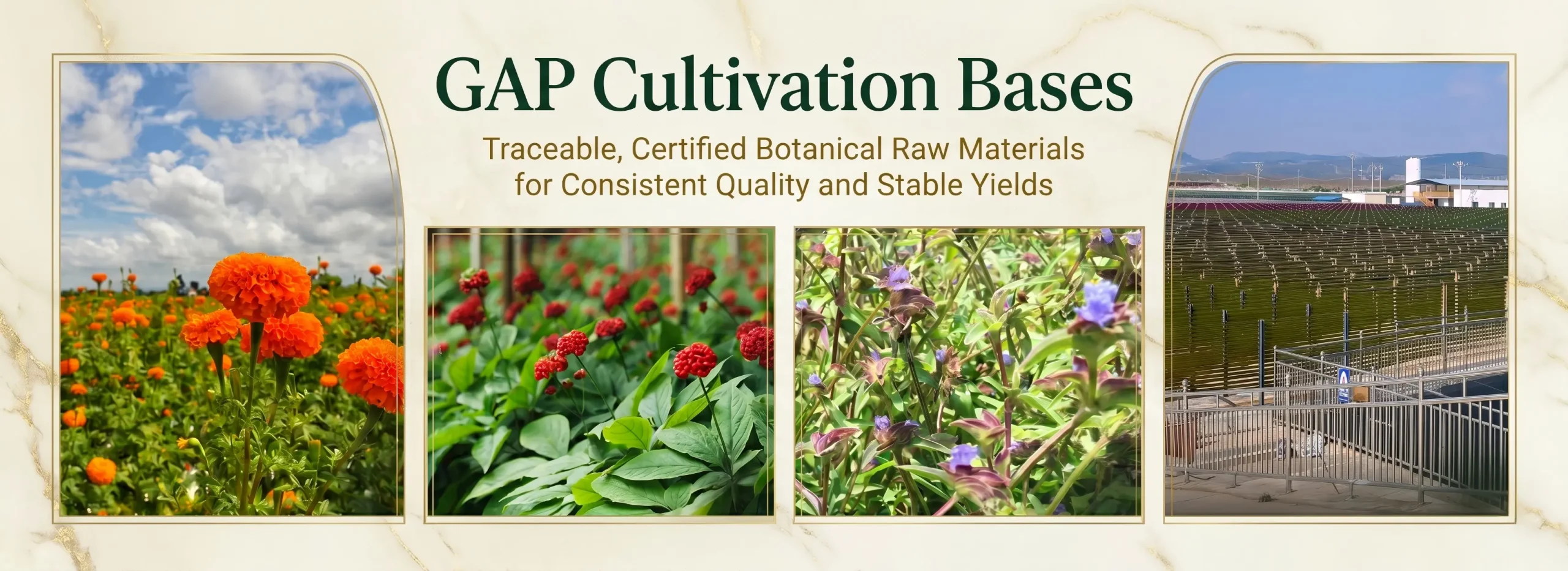 GAP Cultivation Bases