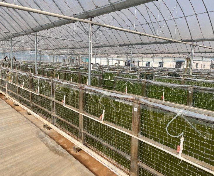 Haematococcus Pluvialis Cultivation Base from KS NUTRIPHARMA