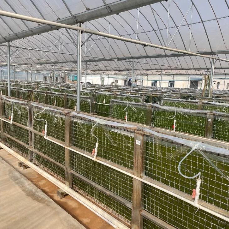 Haematococcus Pluvialis Cultivation Base from KS NUTRIPHARMA