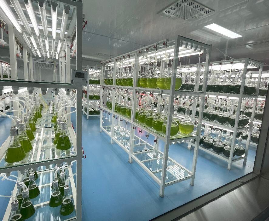 Haematococcus Pluvialis Cultivation Base from KS NUTRIPHARMA (2)