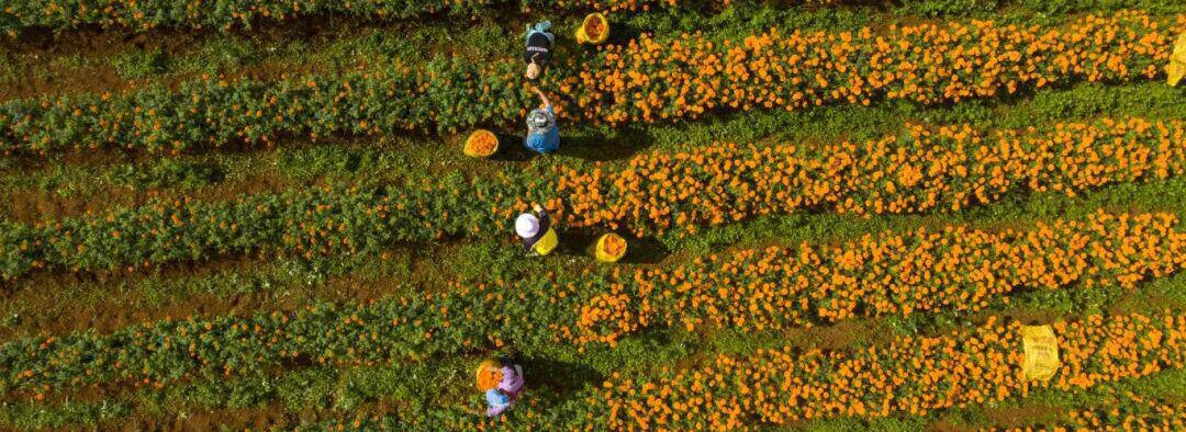KS Nutripharma Marigold Flower Cultivation Base