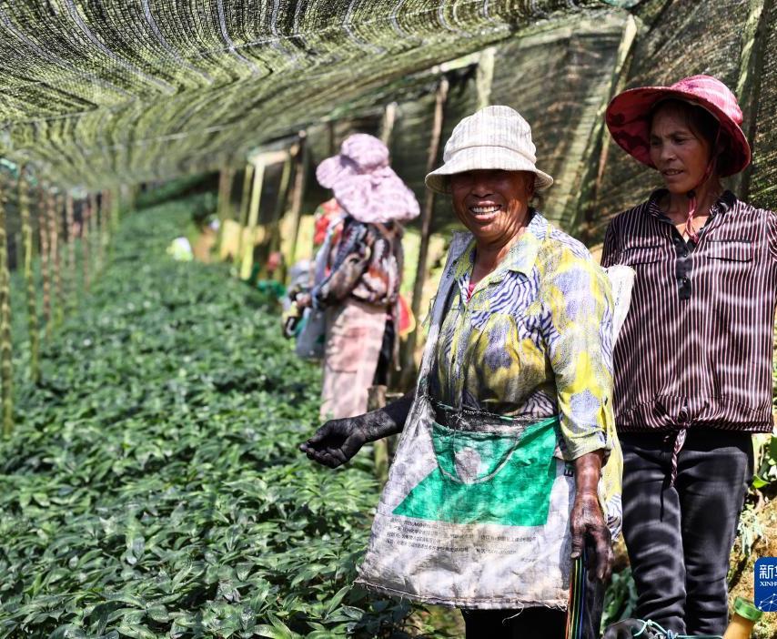 Panax Notoginseng Cultivation Base