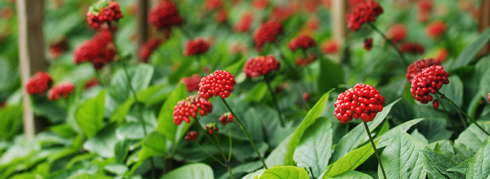 Panax Notoginseng Cultivation Base