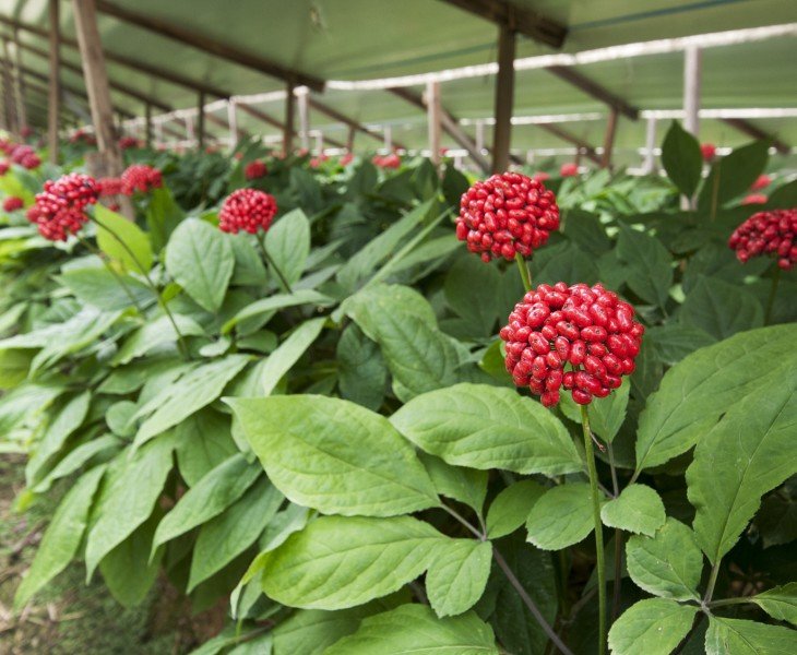 Panax Notoginseng Cultivation Base