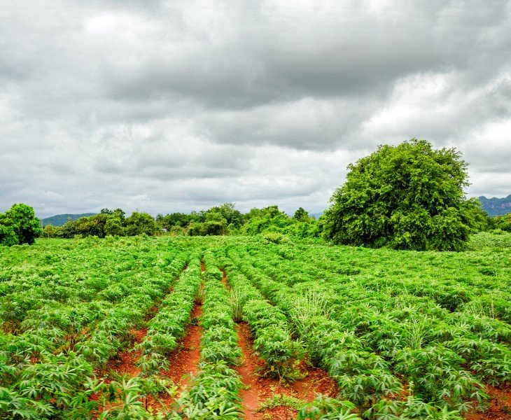 Panax Notoginseng Cultivation Base