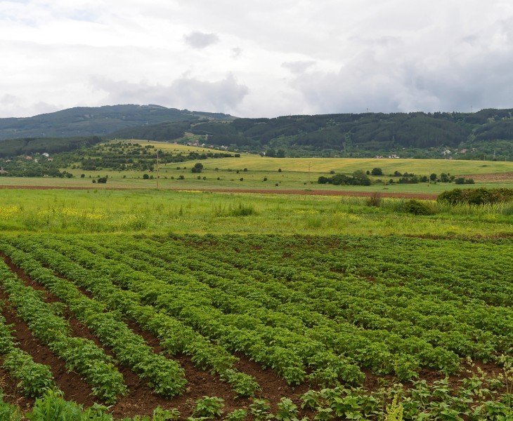 Panax Notoginseng Cultivation Base