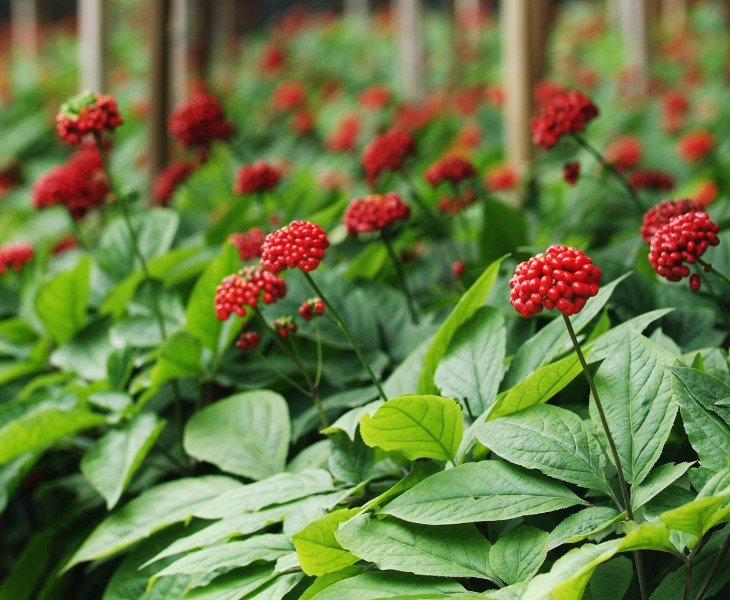 Panax Notoginseng Cultivation Base