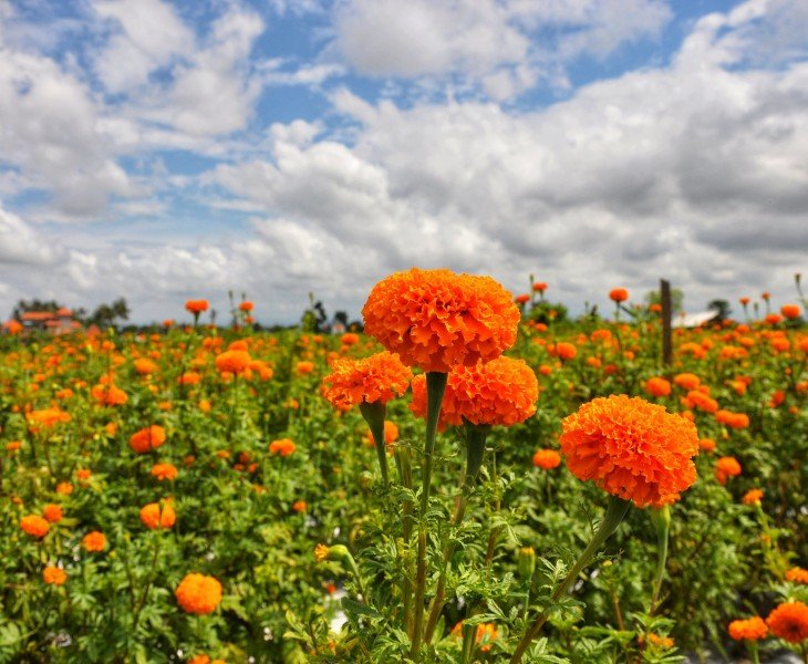 marigold cultivate base