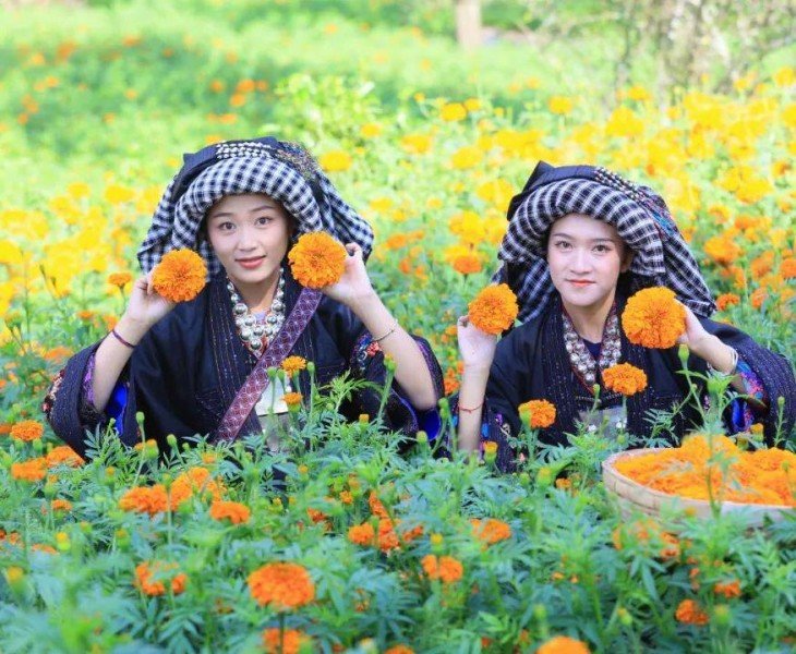marigold cultivate base