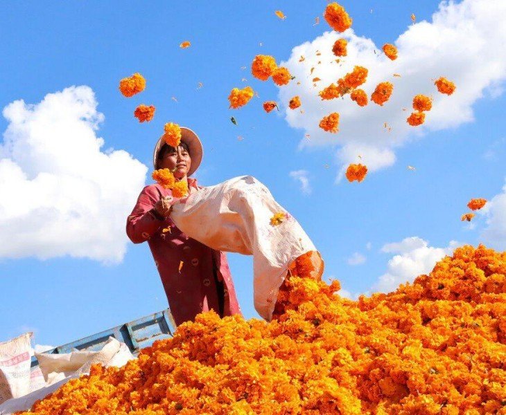 marigold cultivate base