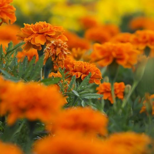 marigold cultivate base