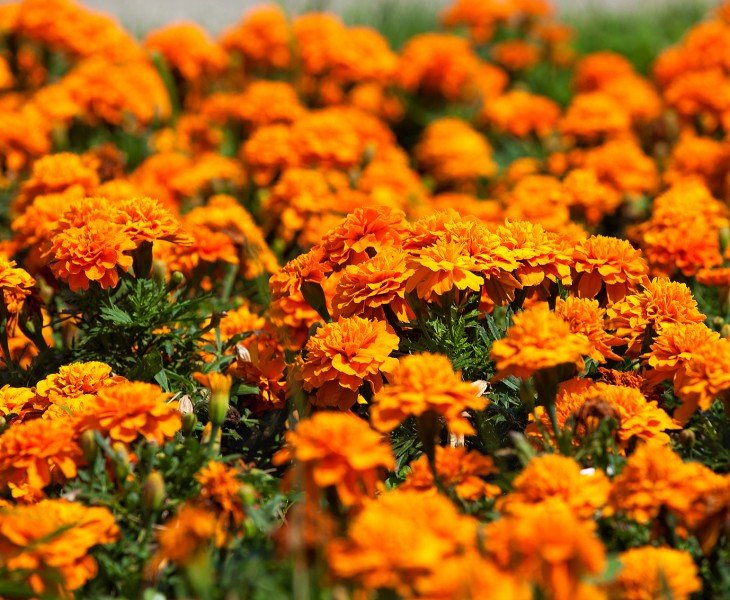 marigold cultivate base