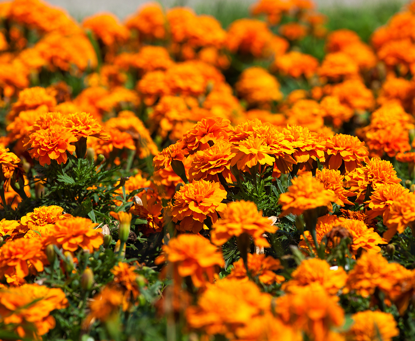 marigold cultivate base