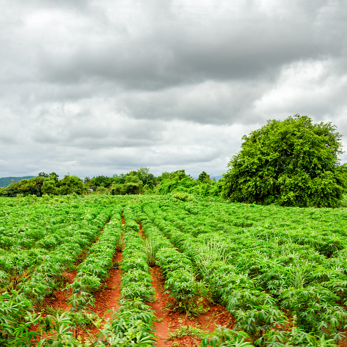 Panax Notoginseng Cultivation Base