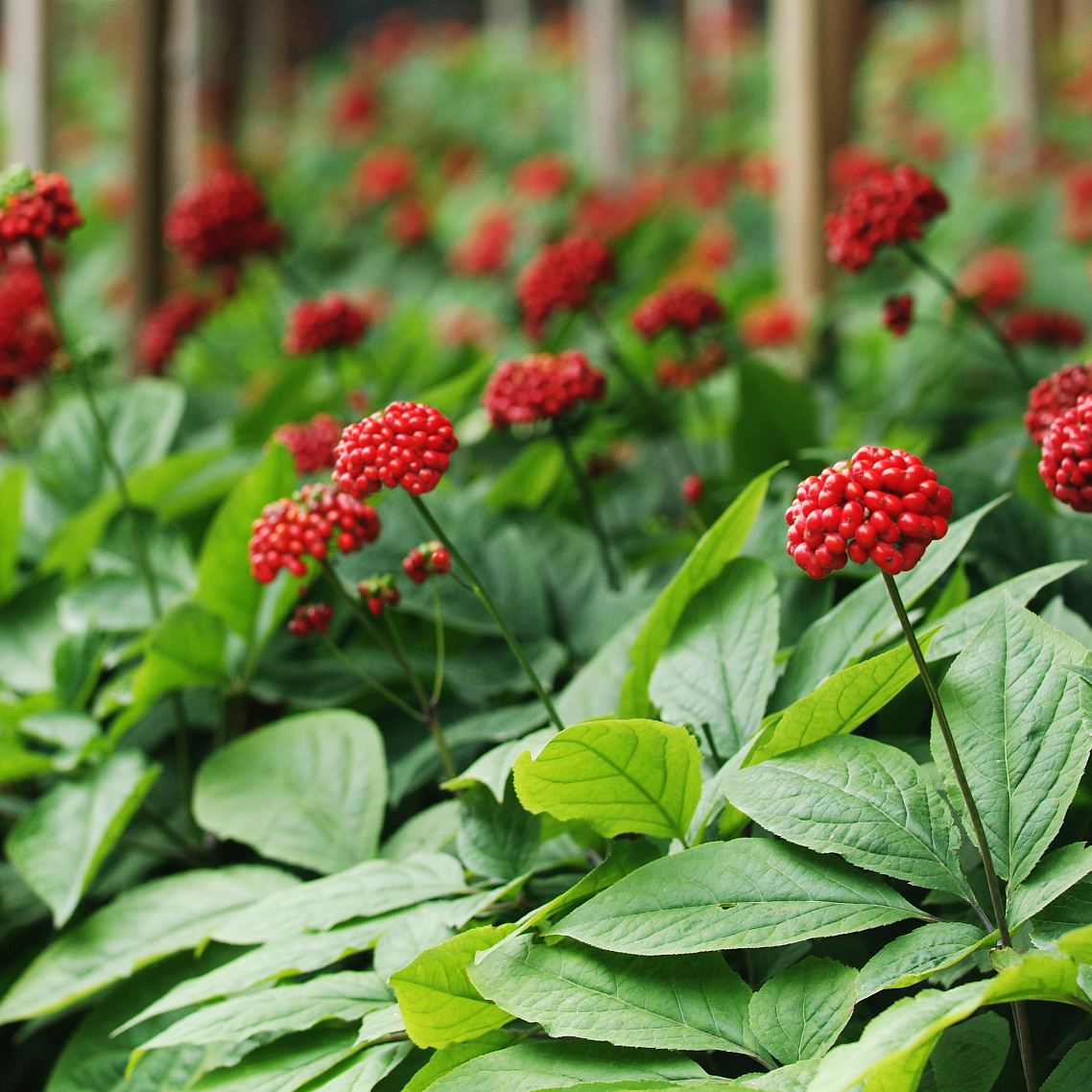 Panax Notoginseng Cultivation Base