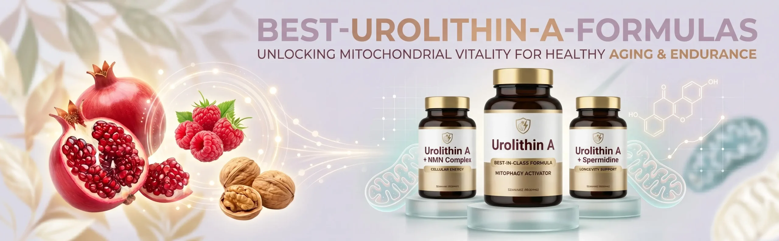 Best Urolithin A Supplement Formulas