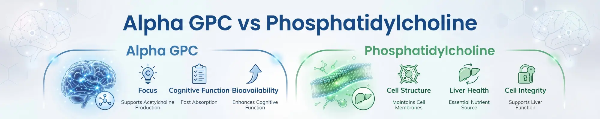 Alpha GPC vs Phosphatidylcholine