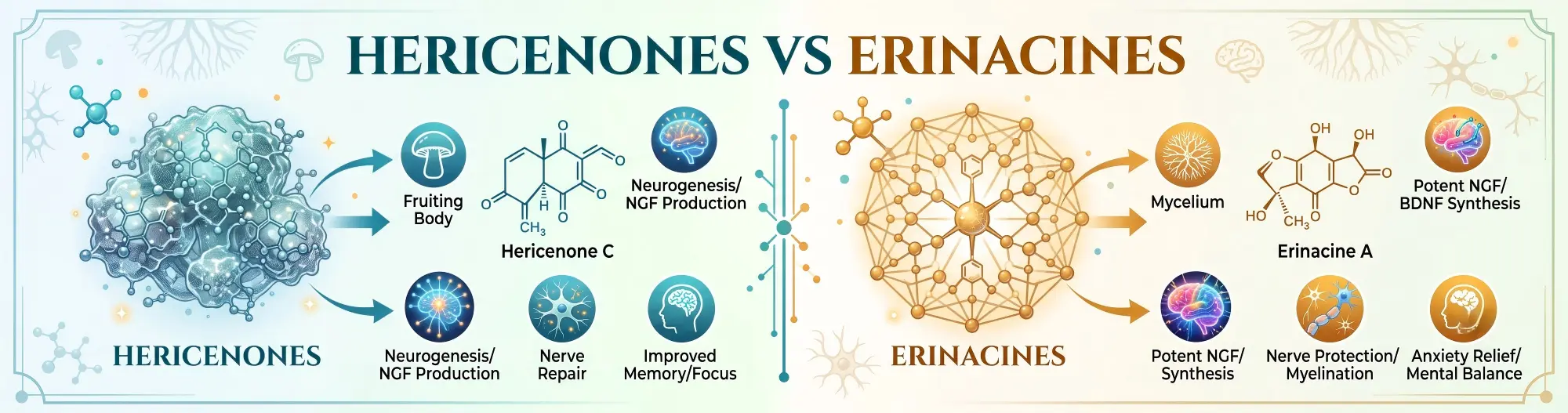 Hericenones vs Erinacines