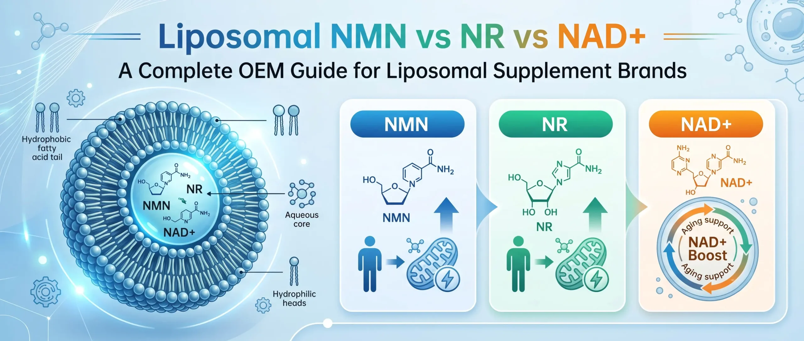 Liposomal NMN vs NR vs NAD