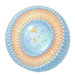 Liposomal Systems