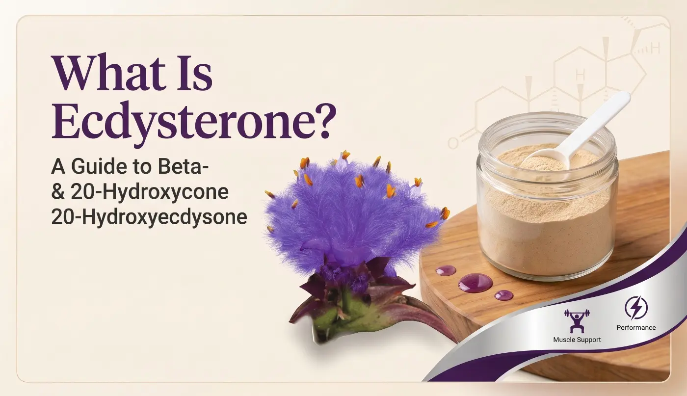 What Is Ecdysterone