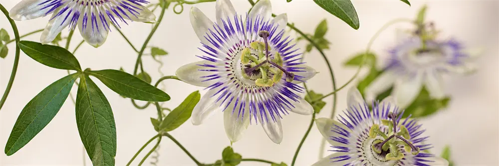 passionflower-aerial