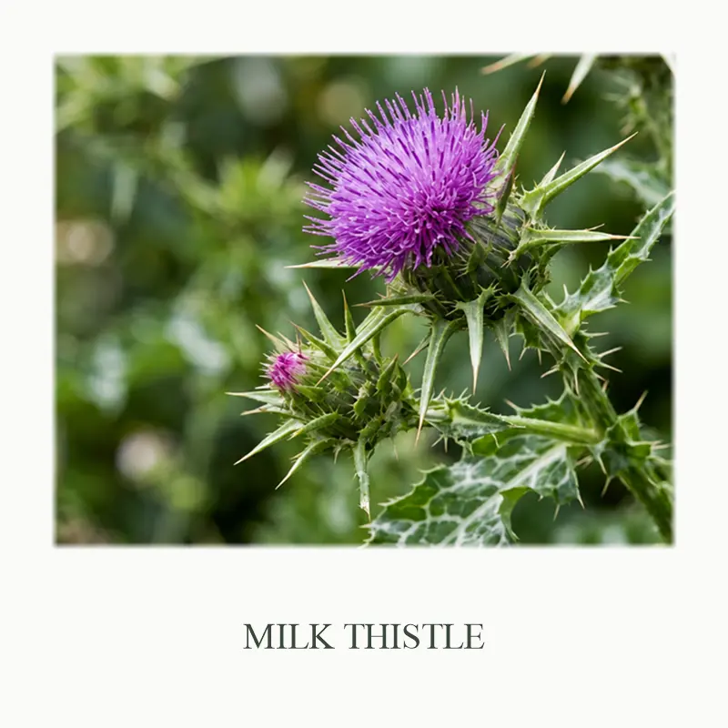 01_Milk_Thistle