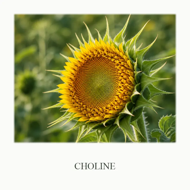 03_Choline