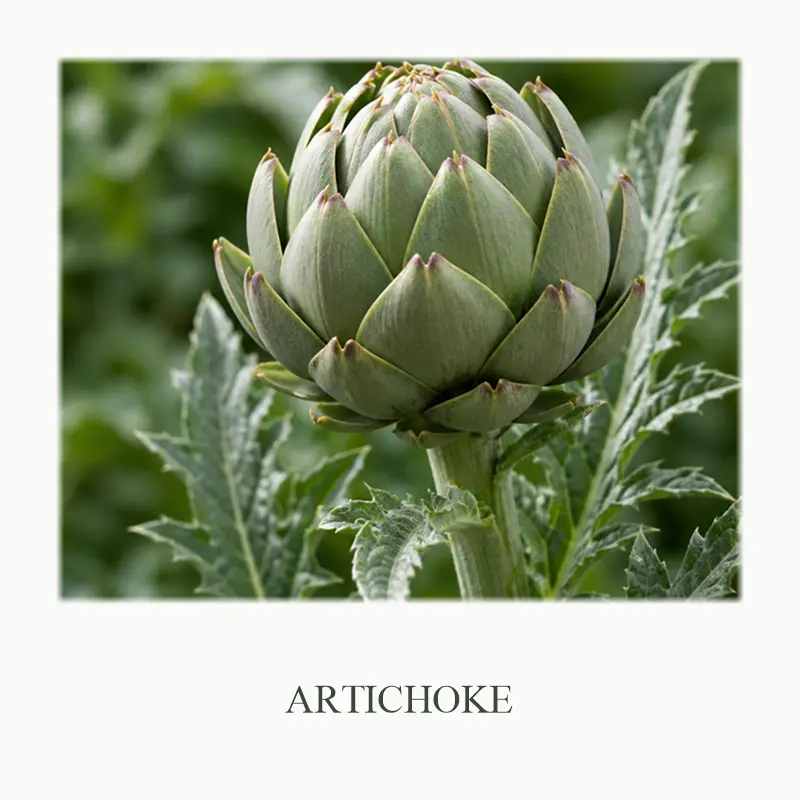 04_Artichoke