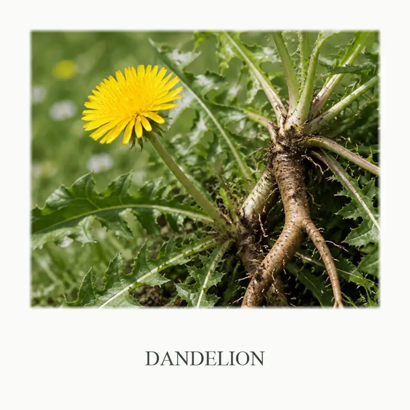 05_Dandelion