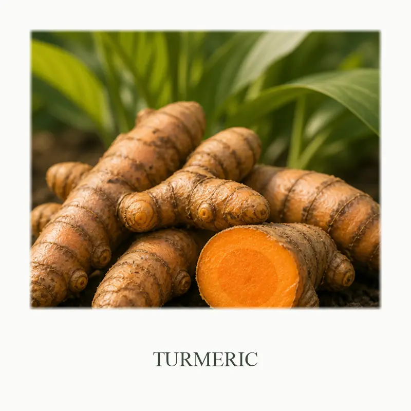 06_Turmeric
