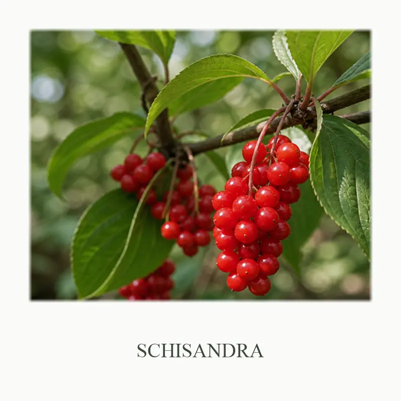 08_Schisandra