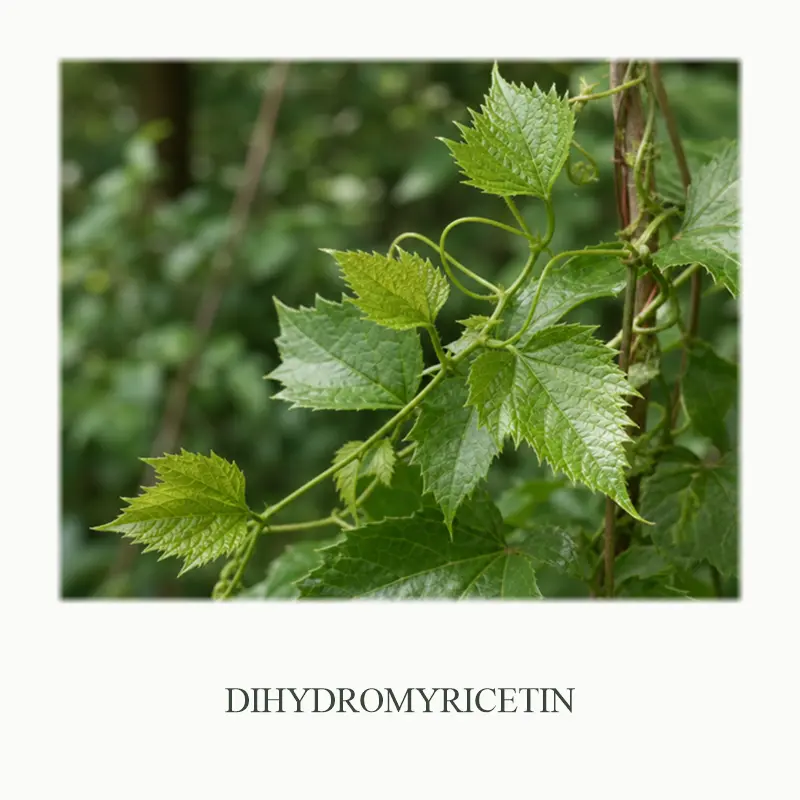 10_Dihydromyricetin