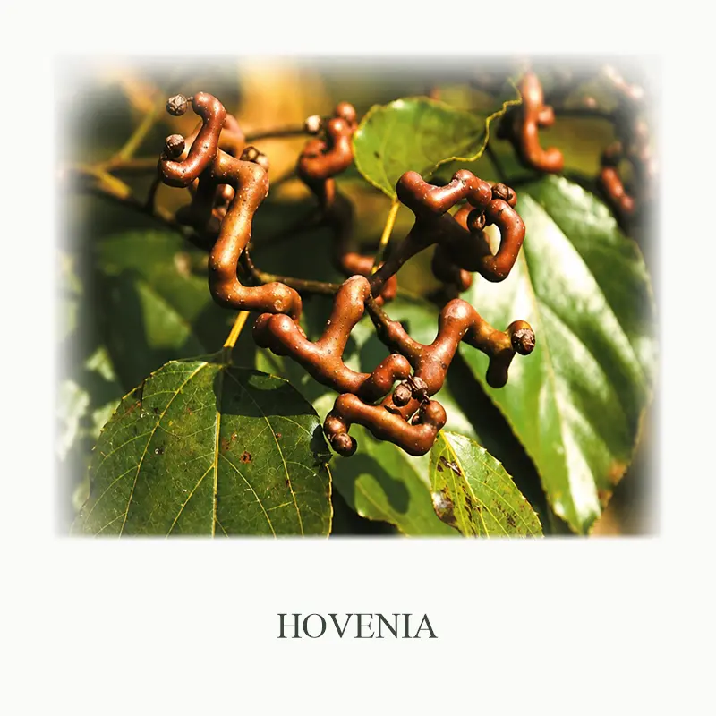 11_Hovenia