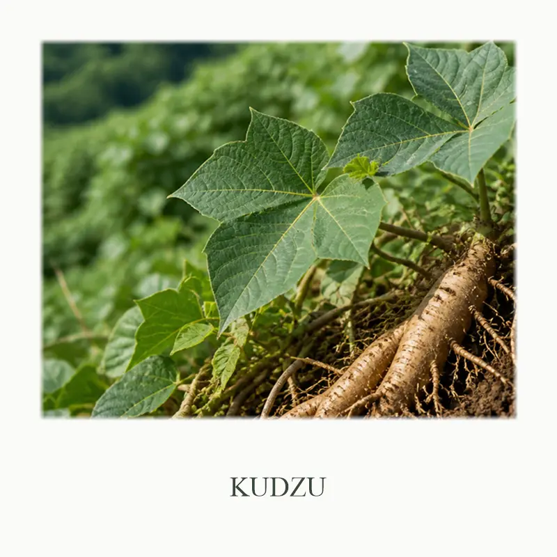 12_Kudzu
