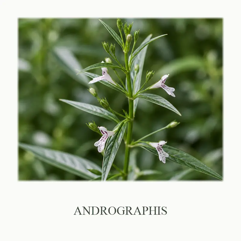 13_Andrographis