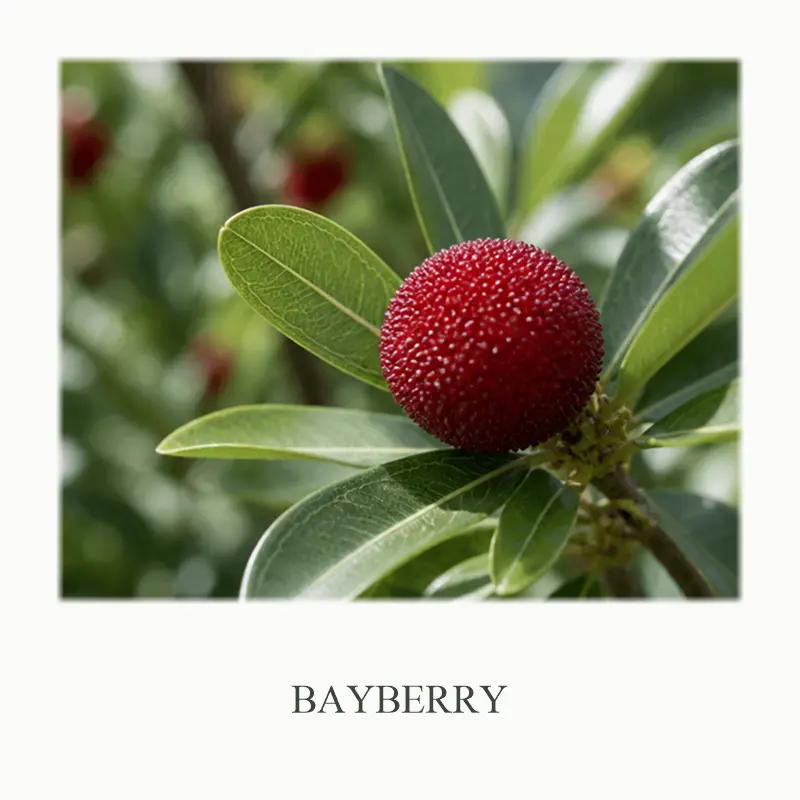 15_Bayberry