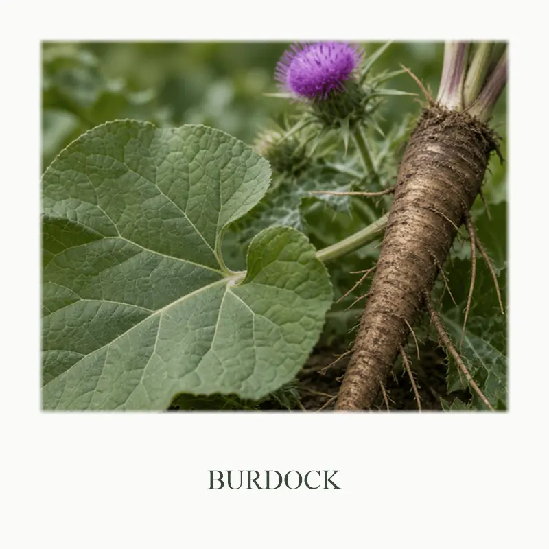 16_Burdock