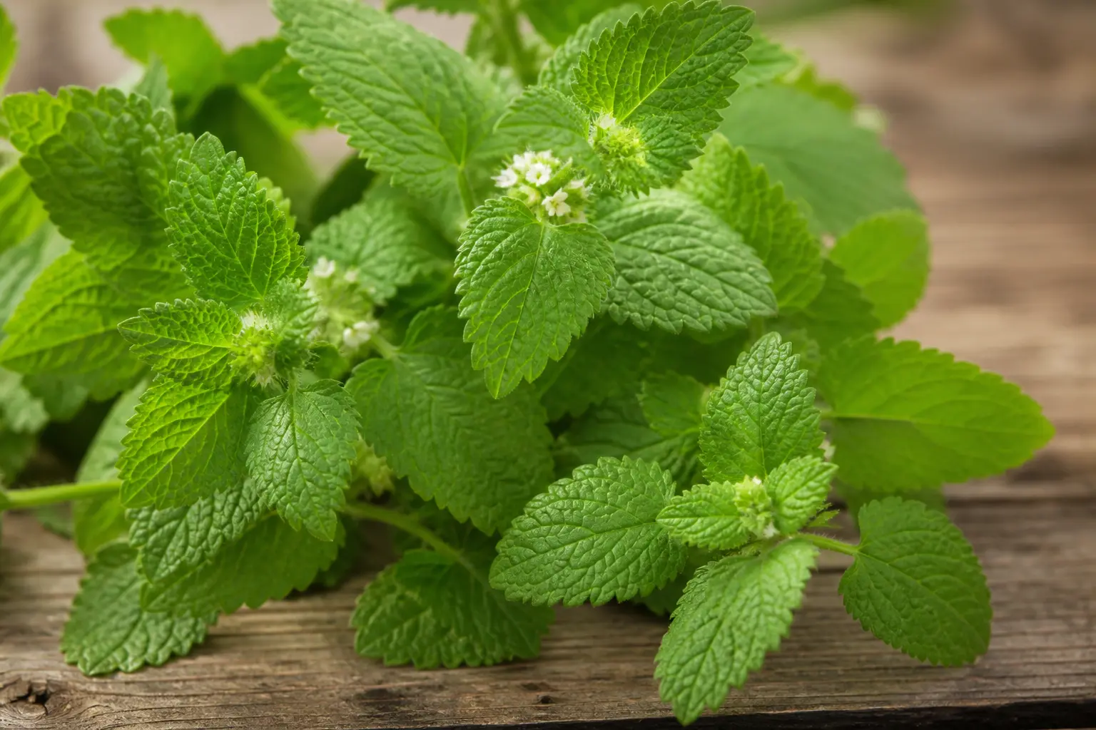 lemon-balm-fresh-leaves